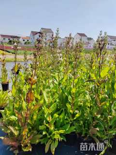 高度25厘米毛地黄