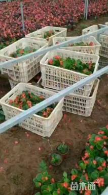 高度20厘米秋海棠