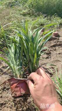 高度20厘米兰花三七草