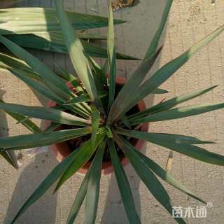 高度20厘米剑麻