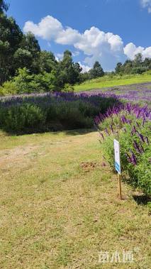 高度30厘米鼠尾草