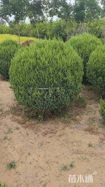 高度120厘米塔桧球