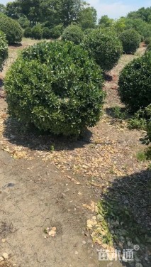 冠幅120厘米金森女贞球