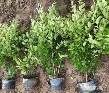 高度35厘米金森女贞