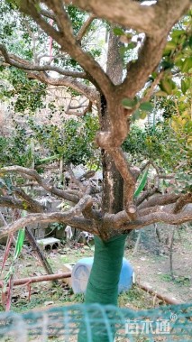 高度200厘米黄杨