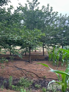 8公分染井吉野樱