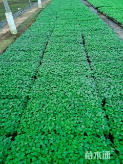 高度5厘米一串红