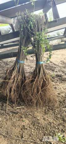 高度30厘米紫穗槐小苗