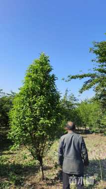 5公分照手红帚桃