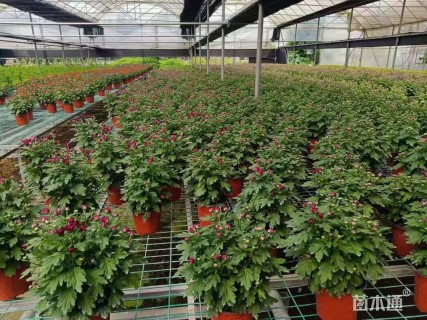 高度35厘米大丽花