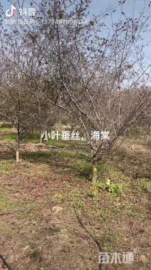 15公分北美海棠