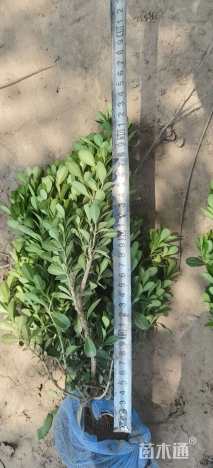 高度30厘米豆瓣黄杨