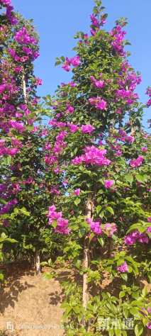 高度200厘米紫花三角梅