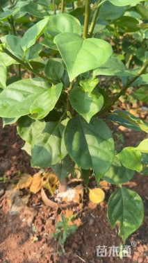 高度60厘米红花三角梅