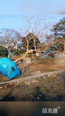 18公分造型紫薇