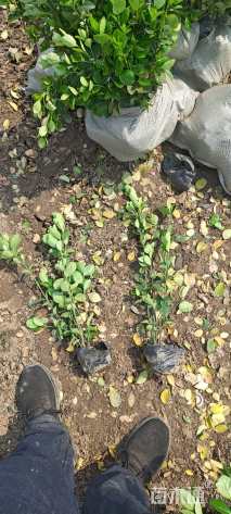 高度50厘米北海道黄杨小苗