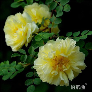 高度80厘米黄刺玫