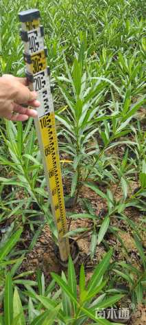 高度80厘米夹竹桃