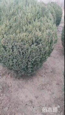 冠幅150厘米刺柏球