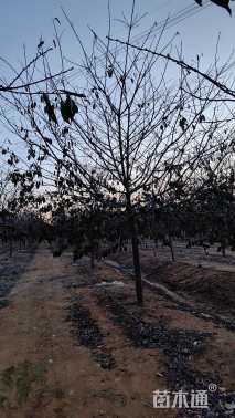 15公分红粉佳人樱