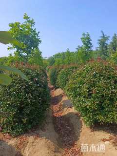 冠幅200厘米红叶石楠球