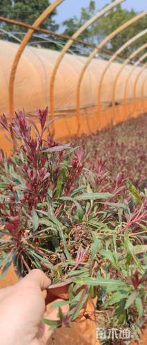 高度20厘米千鸟花