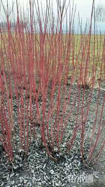 高度60厘米红瑞木