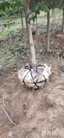 17公分紫玉兰