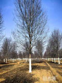 12公分美国红枫