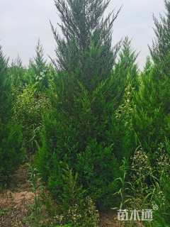 高度180厘米蜀桧