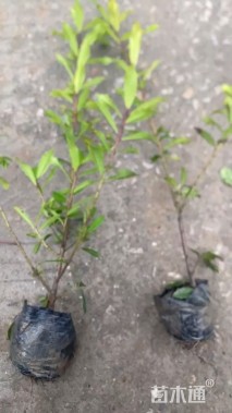 高度40厘米黄金枸骨