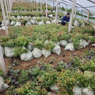 高度25厘米南天竹小苗