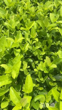 高度25厘米荚迷