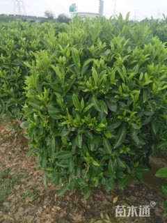非洲茉莉