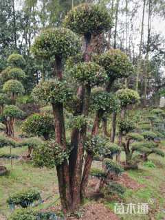 高度2.5厘米红花继木