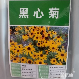 黑心菊
