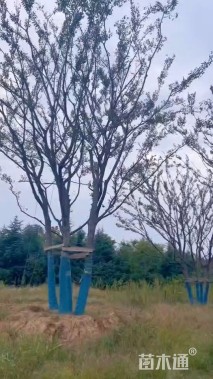 50公分(5杆)丛生朴树