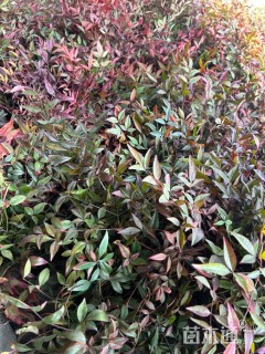 高度25厘米南天竹