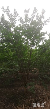 高度300厘米大红花紫薇（分支 40公分）