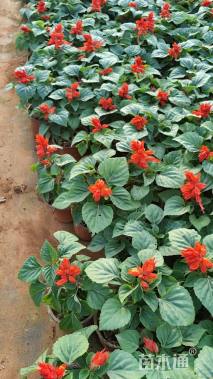 高度20厘米一串红