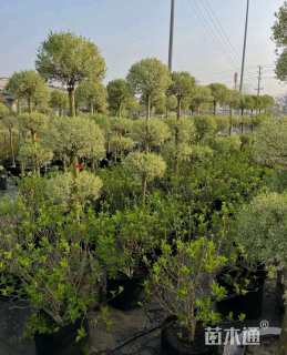 高度180厘米金姬小蜡