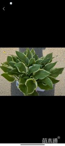 高度30厘米金边玉簪