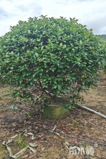 冠幅200厘米红叶石楠球