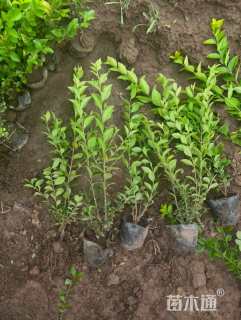 高度30厘米金叶女贞