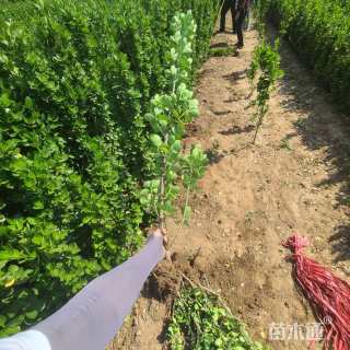 高度150厘米北海道黄杨