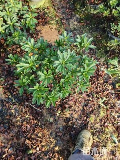 高度40厘米毛鹃