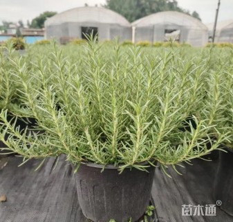 高度20厘米迷迭香