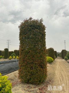 高度320厘米红叶石楠柱