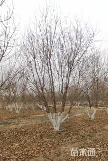 高度300厘米丛生五角枫