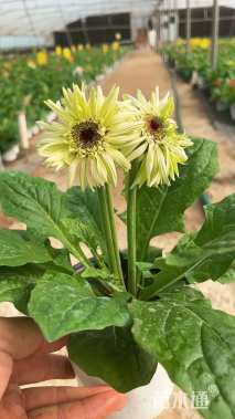 高度18厘米非洲菊